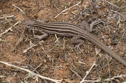 Image of Plateau Striped Whiptail