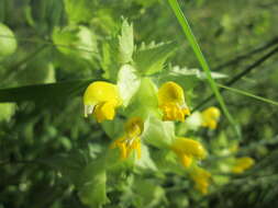 Image of European yellow rattle