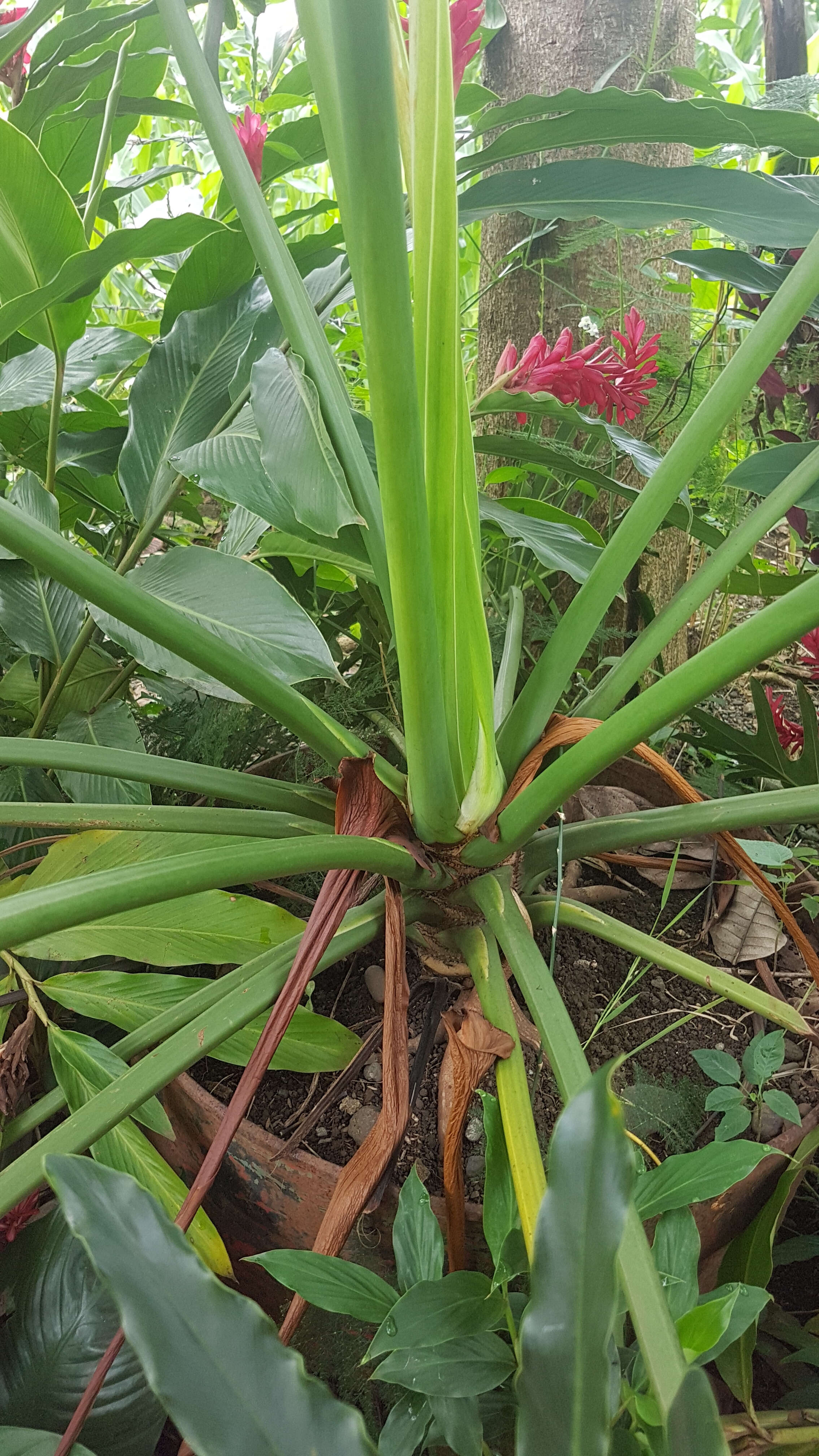 Image of Thaumatophyllum bipinnatifidum