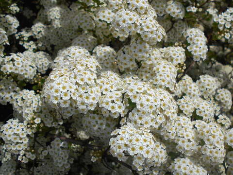 Image of Asian meadowsweet