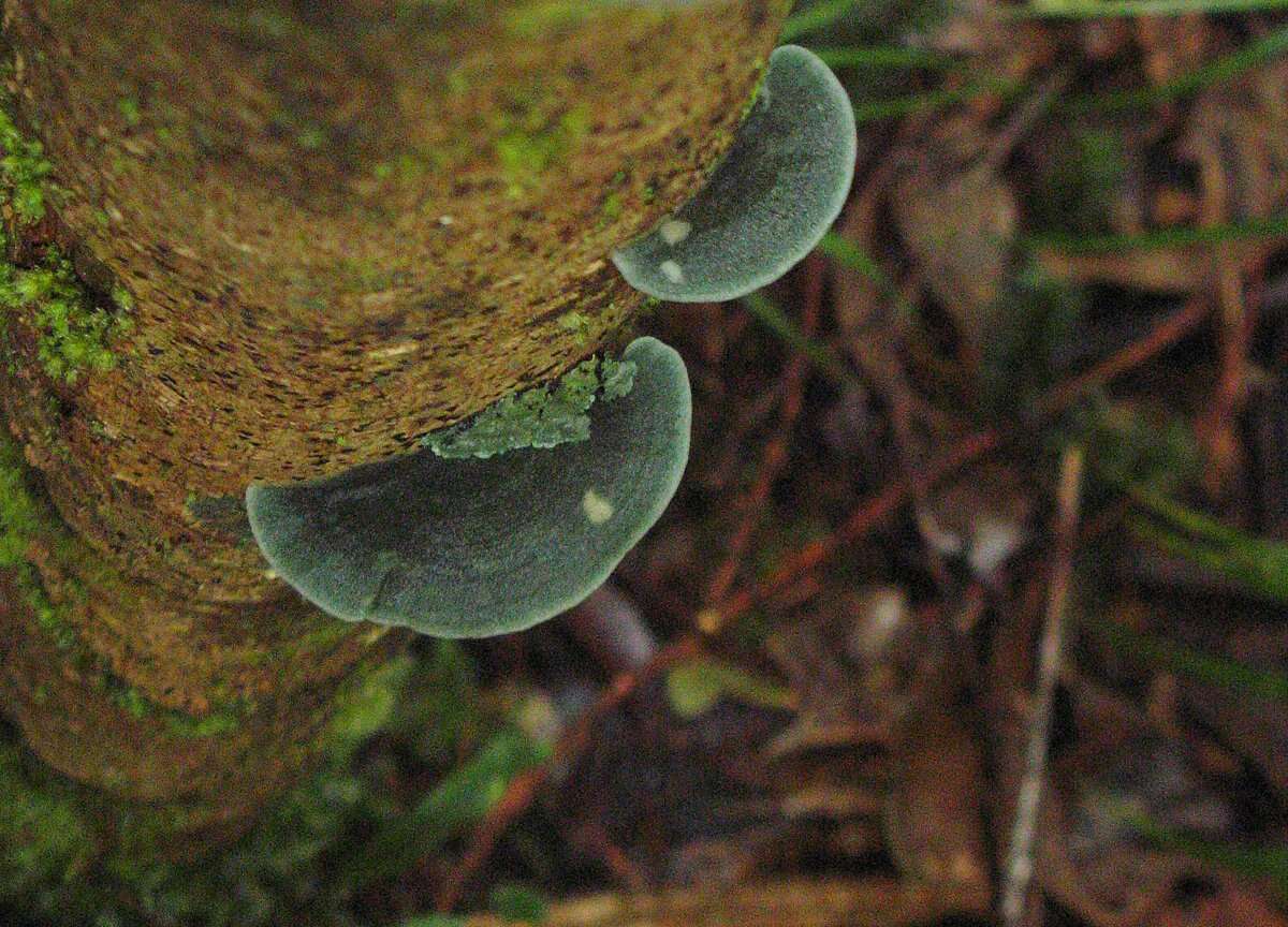 Image of Coenogonium lichens
