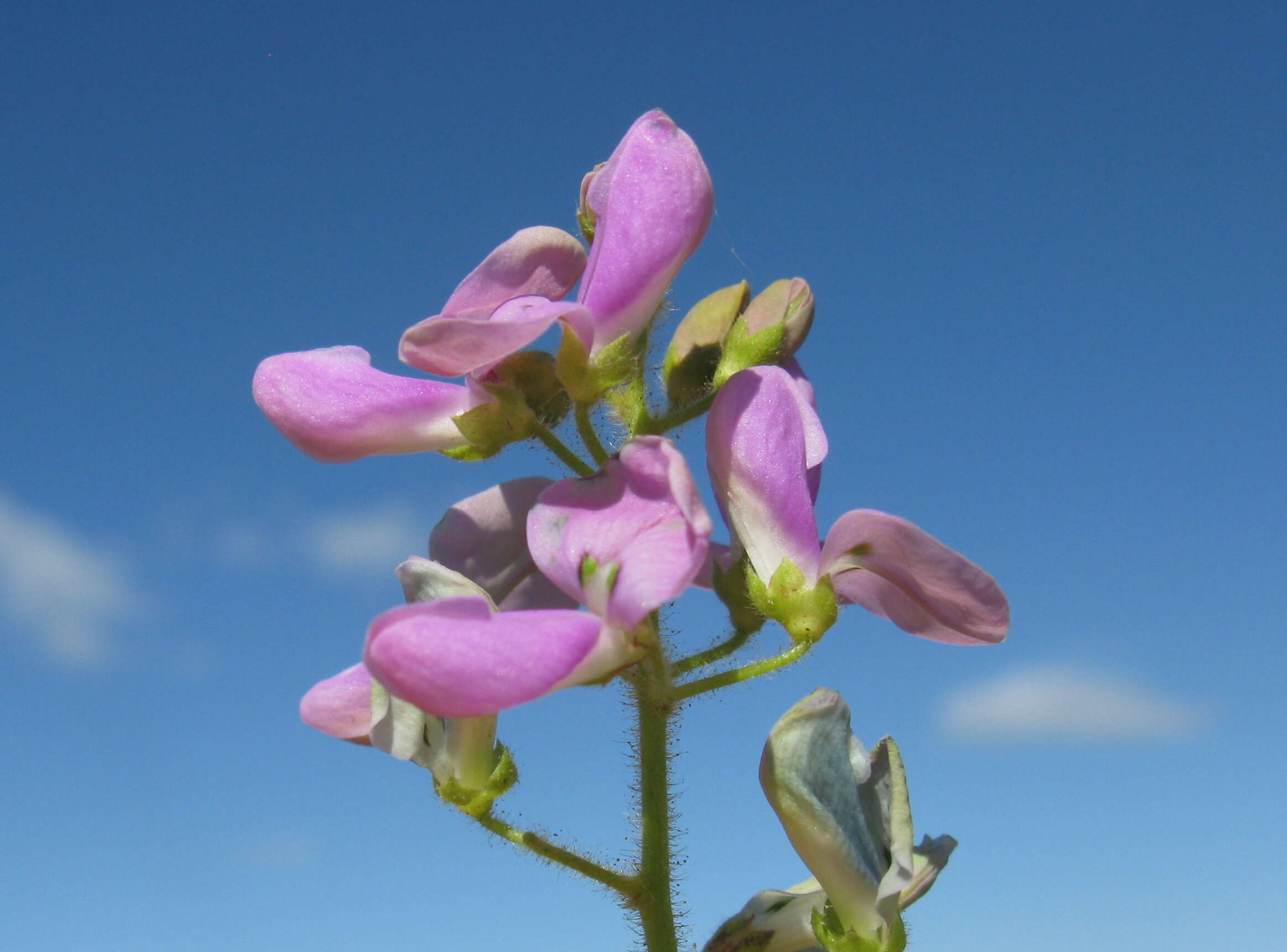 Image of Silverleaf Desmodium