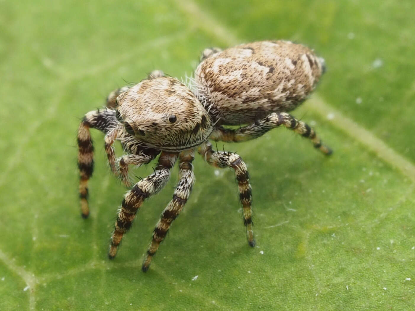 Image of Peppered Jumper