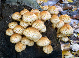 Image of Pholiota squarrosoides (Peck) Sacc. 1887