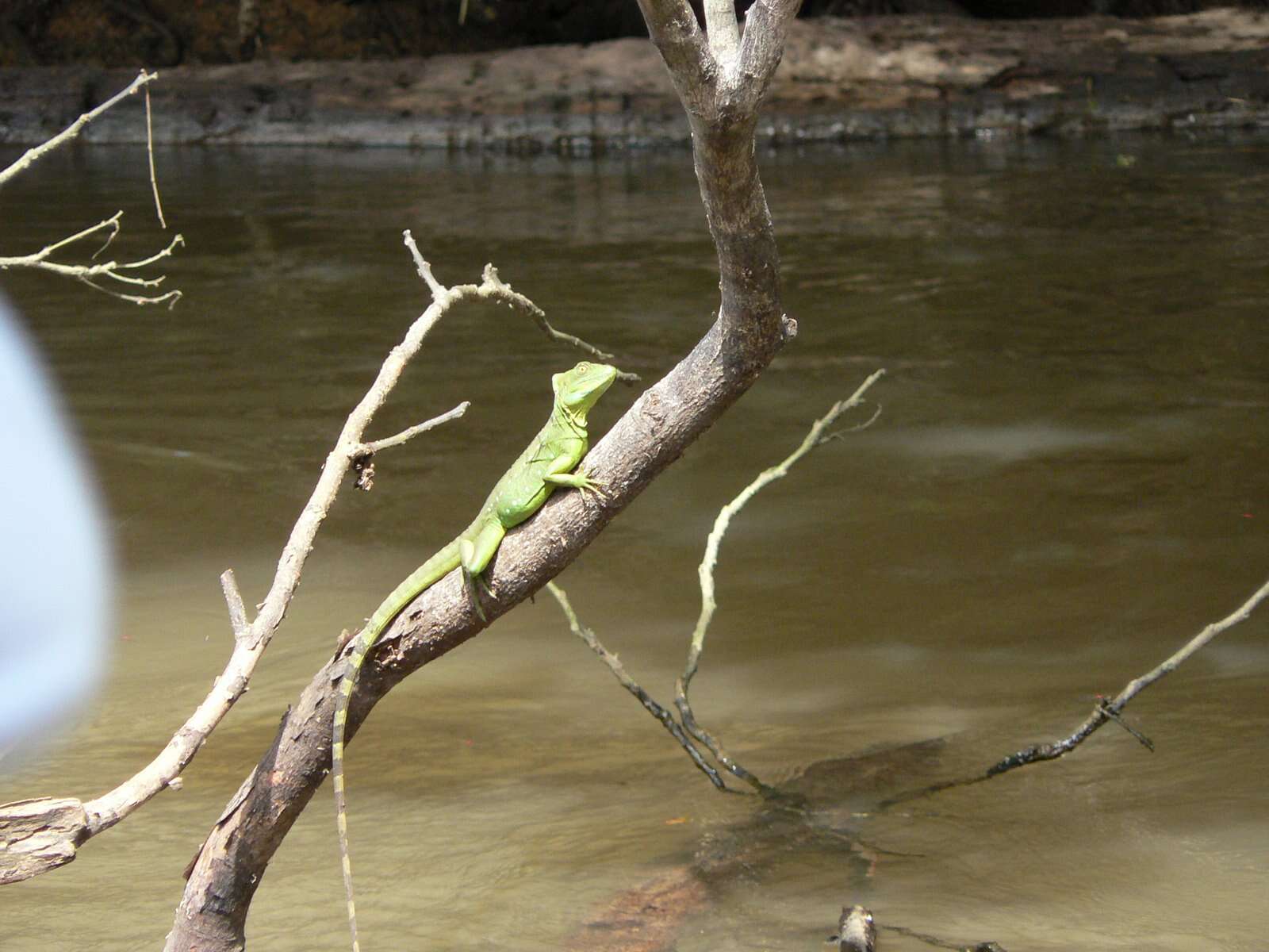 Image of Green Basilisk