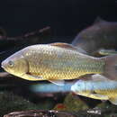 Image of Carassius auratus grandoculis