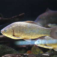 Image de Carassius auratus grandoculis