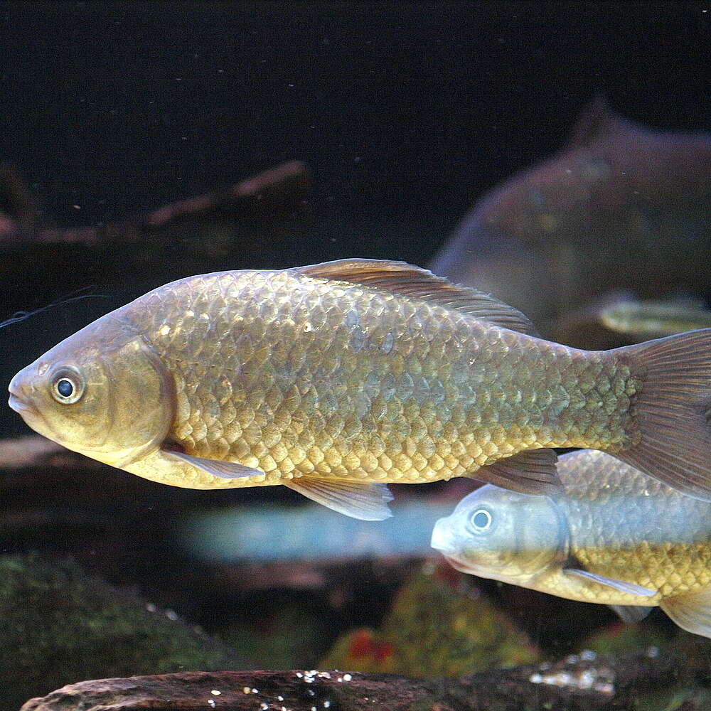 Image de Carassius auratus grandoculis