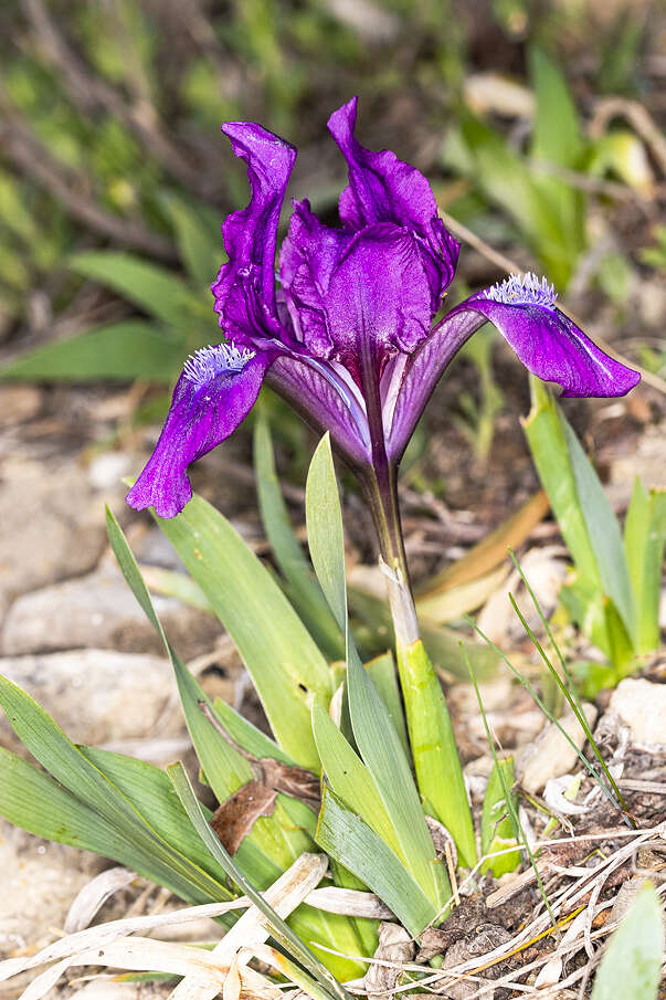 Plancia ëd Iris pumila L.