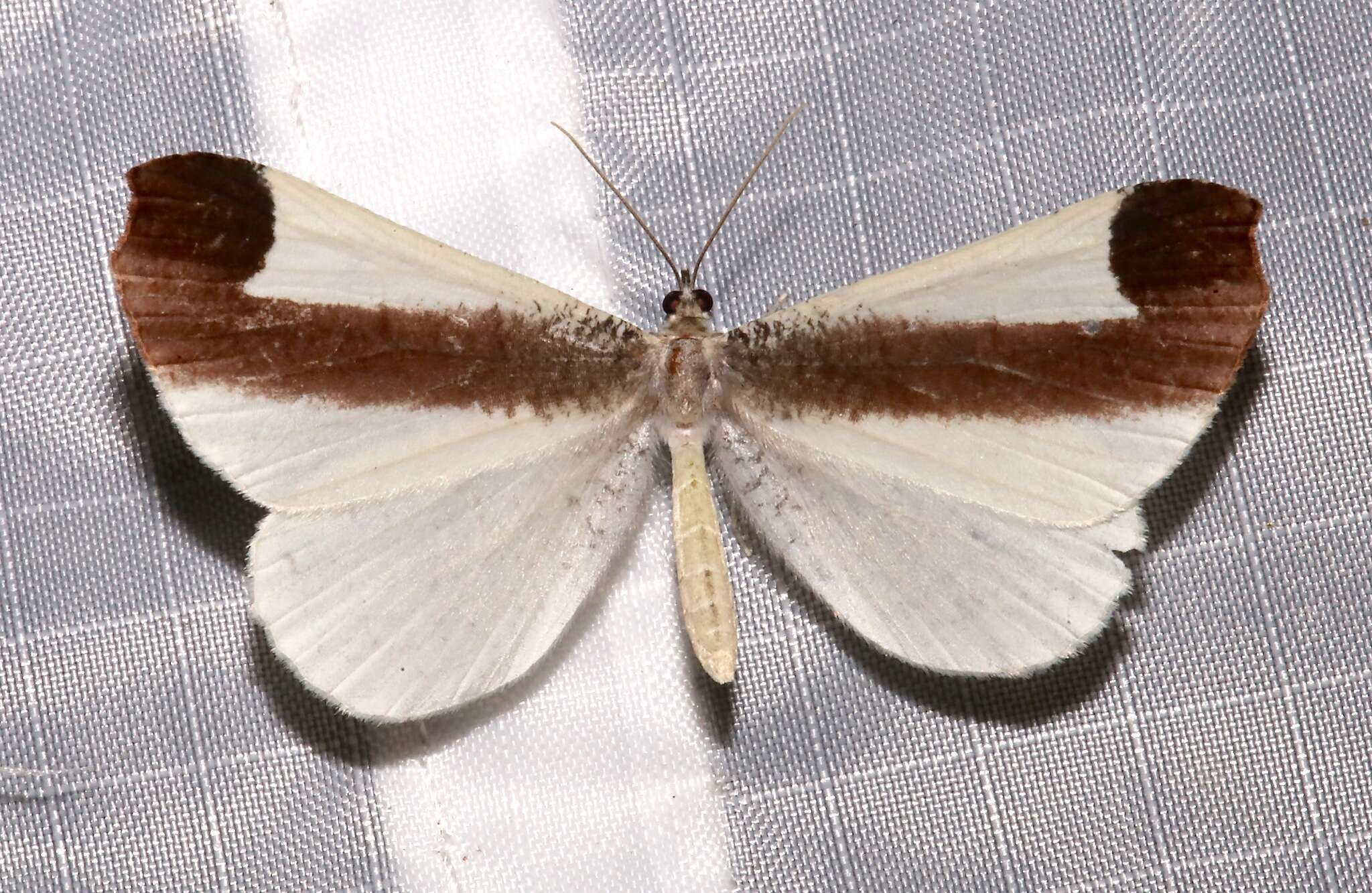 Image of Macrosoma leucophasiata Thierry-Mieg 1904