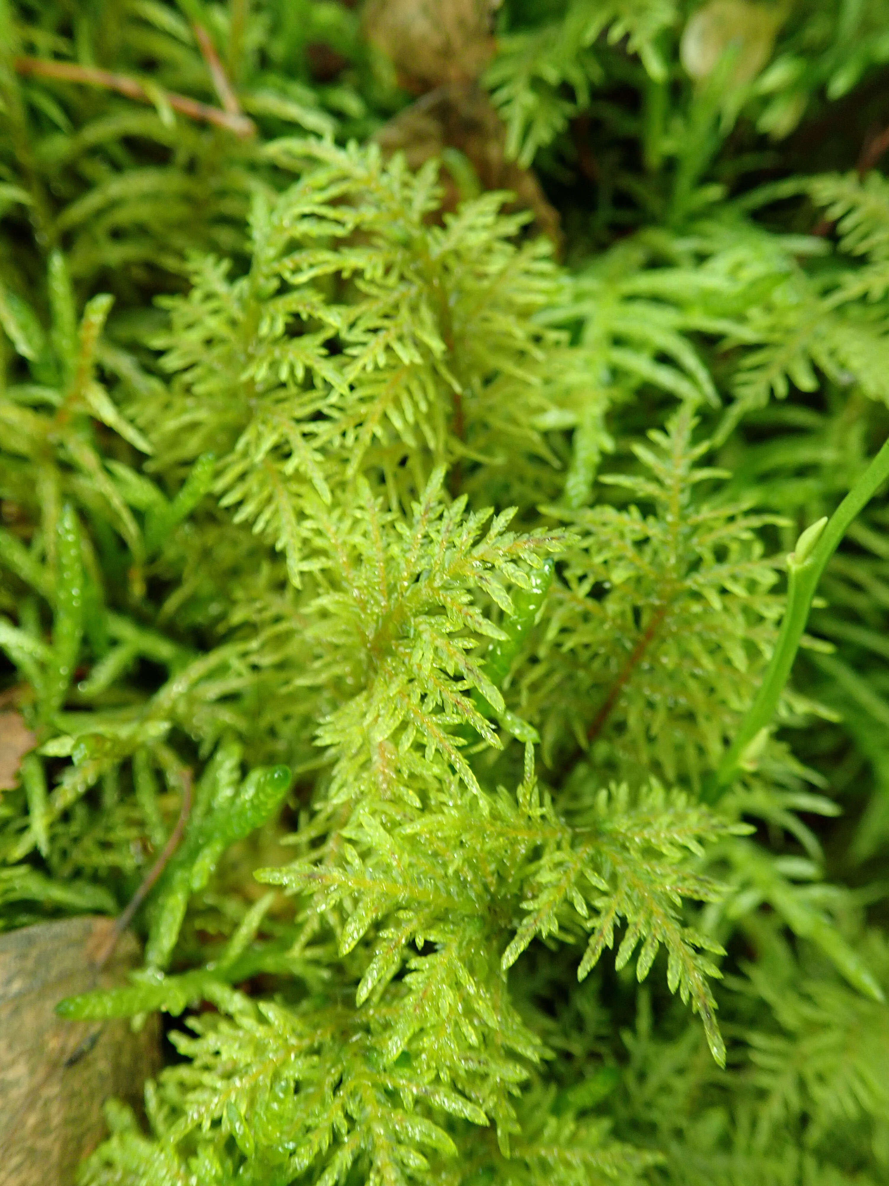 Image of tamarisk thuidium moss