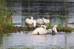 Image of Trumpeter Swan