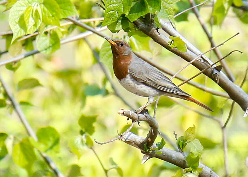 Image of Black-throated Thrush