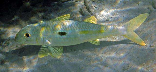 Image of Yellowstripe goatfish