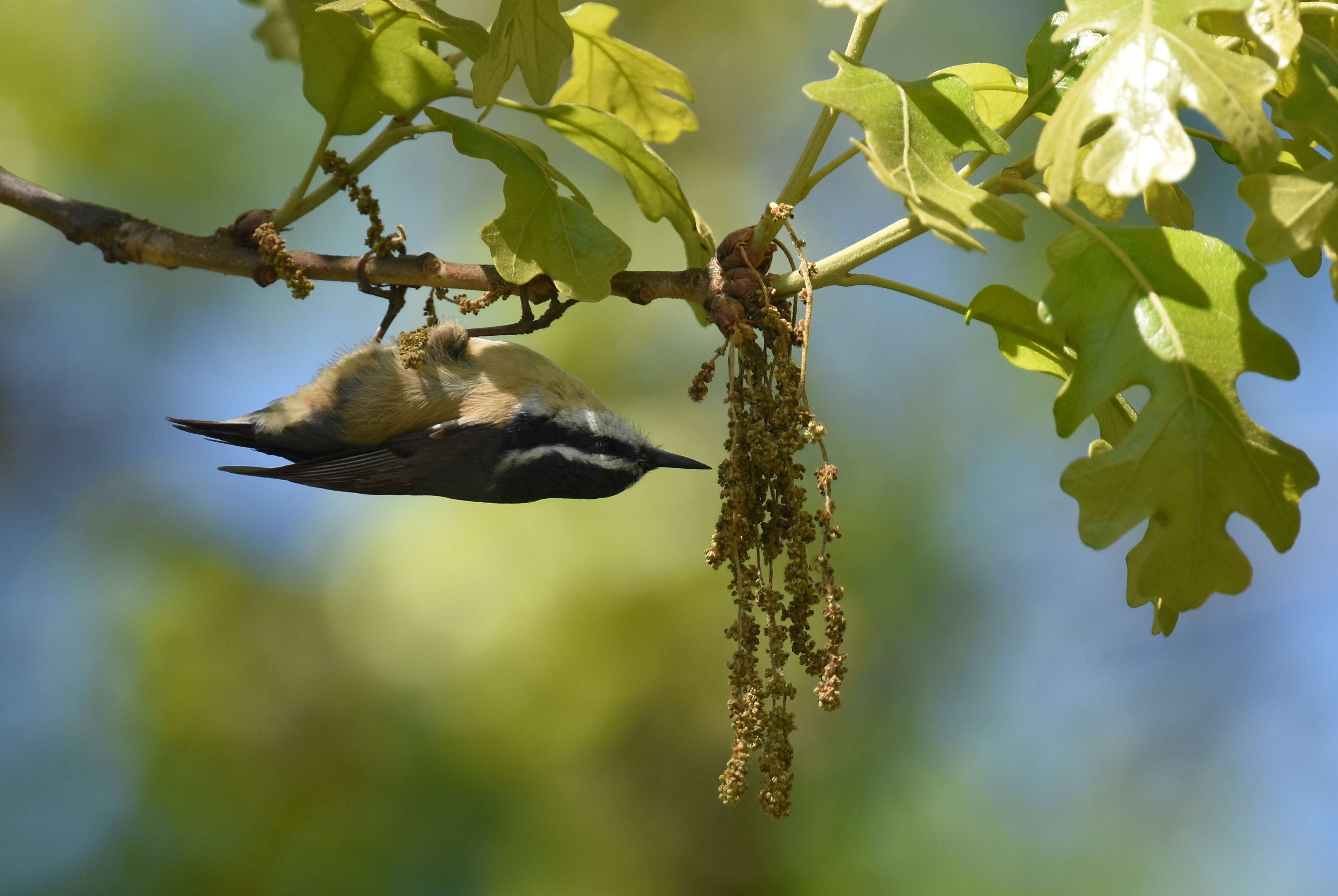 Image of Red-breasted Nuthatch