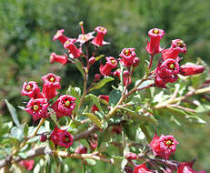 Image of redclaws