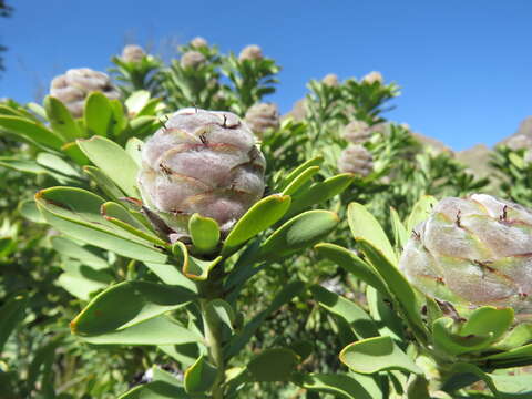 Image of grey conebush