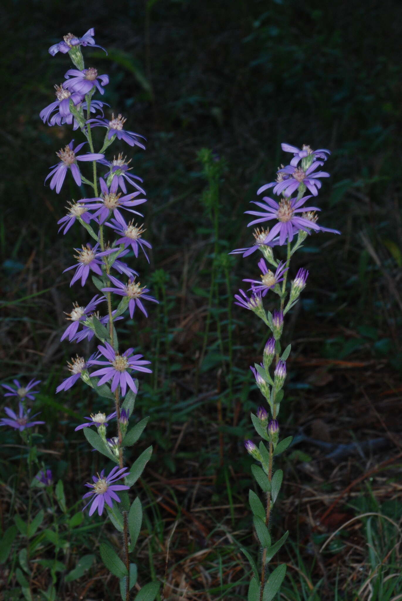 Plancia ëd Symphyotrichum concolor (L.) G. L. Nesom