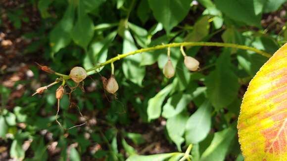 Image of bottlebrush buckeye