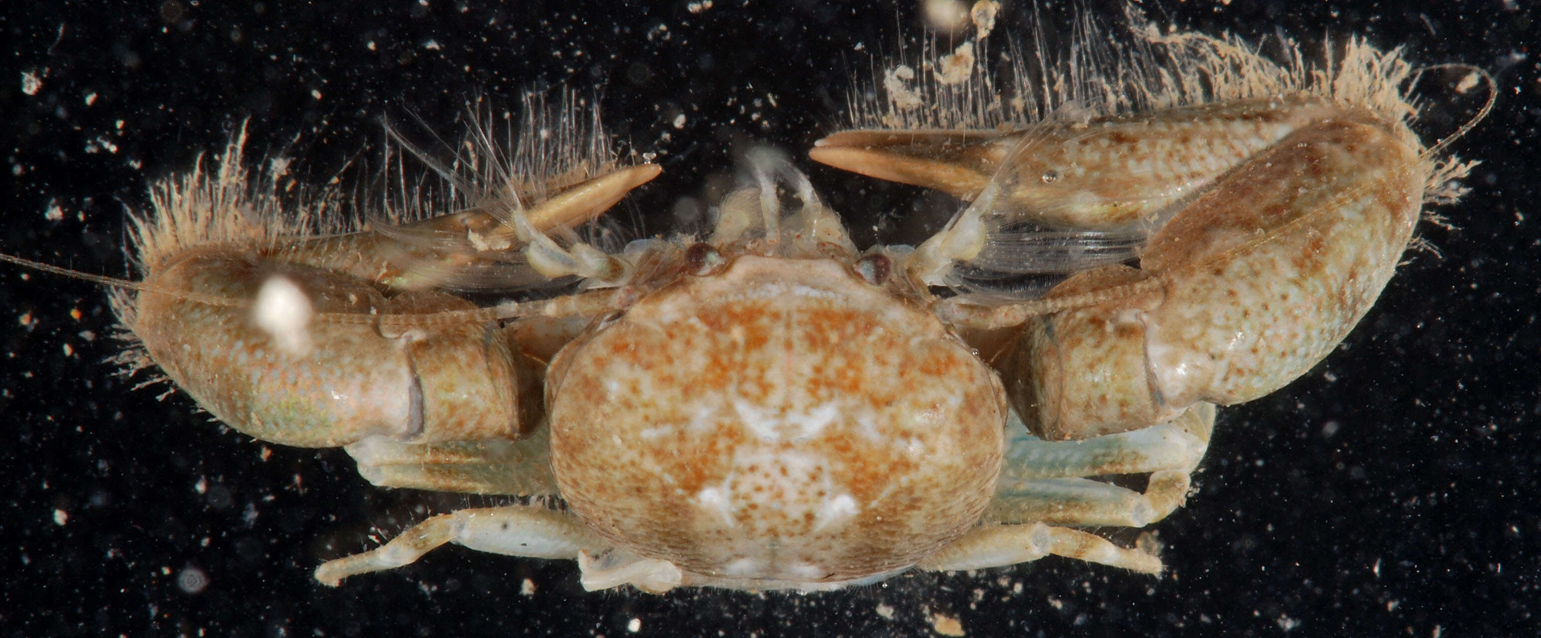 Image of eastern tube crab