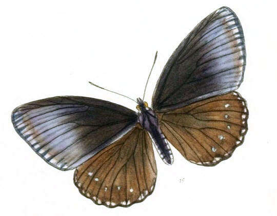 Imagem de Euripus nyctelius Doubleday 1845