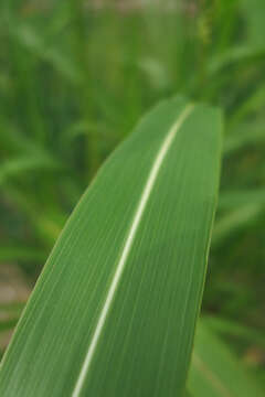 Image of Johnson grass