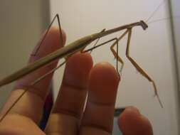 Image of Purple-winged mantis