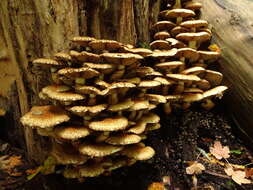 Image of shaggy scalycap