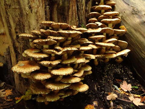 Pholiota squarrosa (Vahl) P. Kumm. 1871 resmi