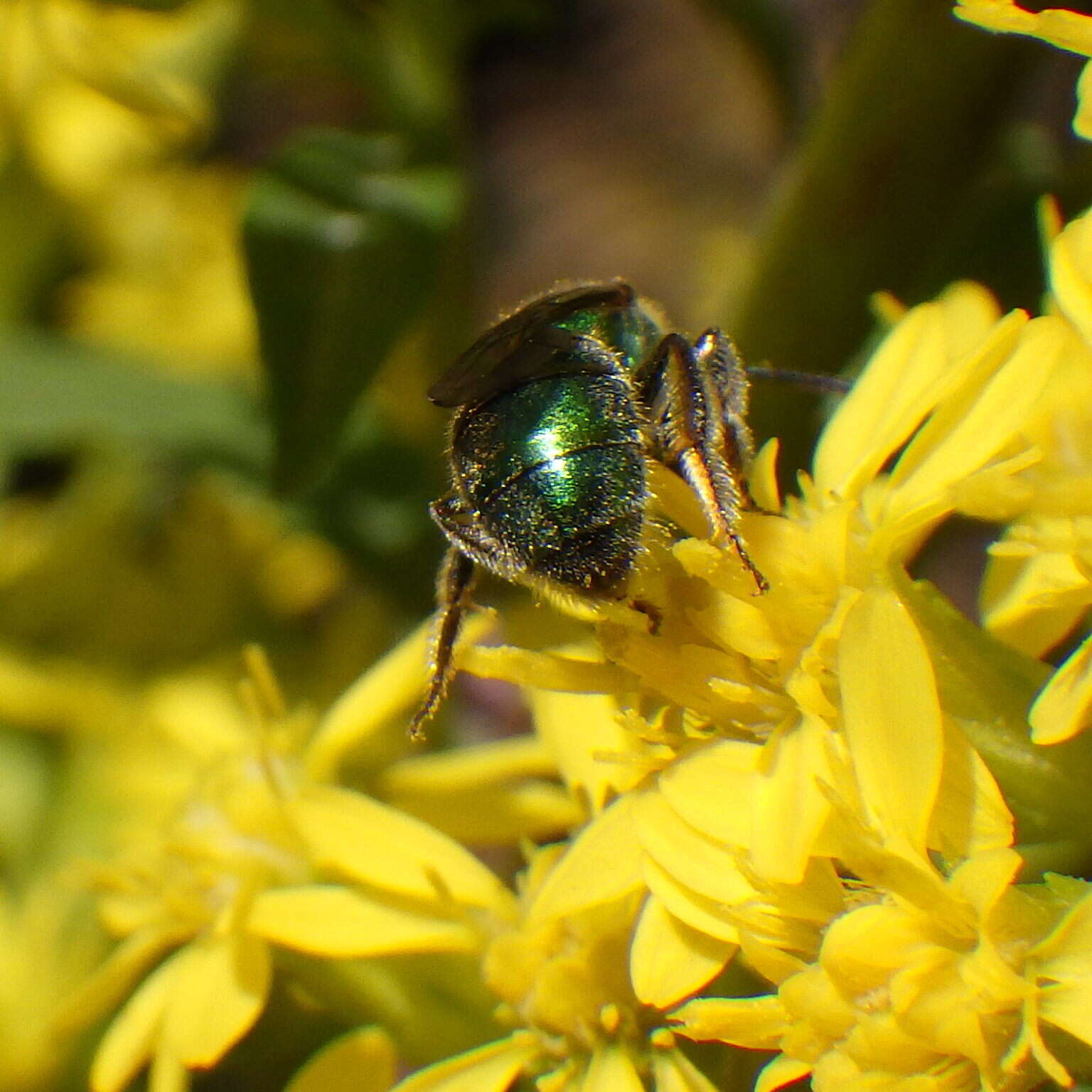 Image of Augochlorella aurata (Smith 1853)