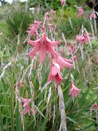 Imagem de Dierama igneum Klatt