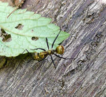 Image of Camponotus sericeiventris (Guerin-Meneville 1838)