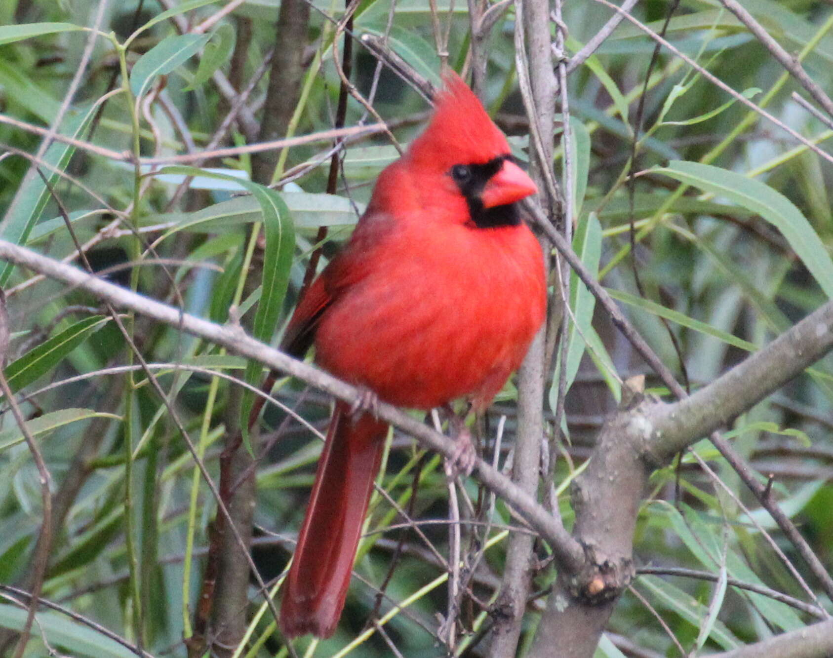 Image of Cardinalis Bonaparte 1838