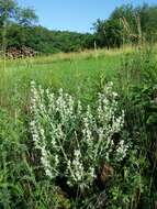 Sivun Salvia aethiopis L. kuva