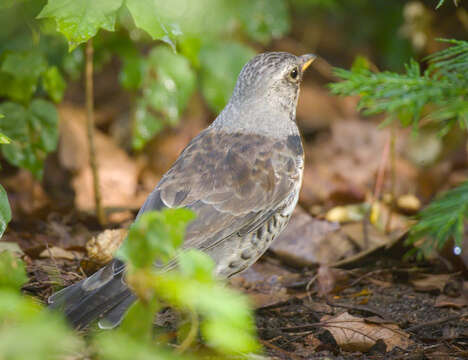 Image of Fieldfare