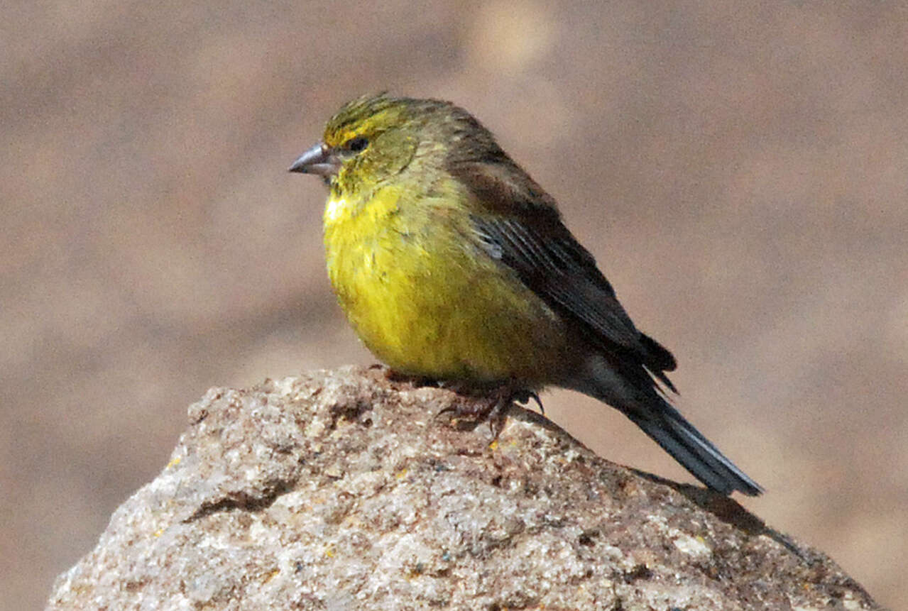 Image of Drakensberg Siskin