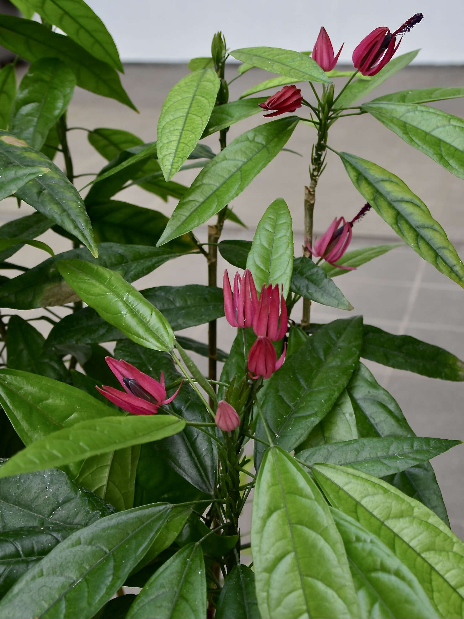 Image of Pavonia multiflora A. St.-Hil.