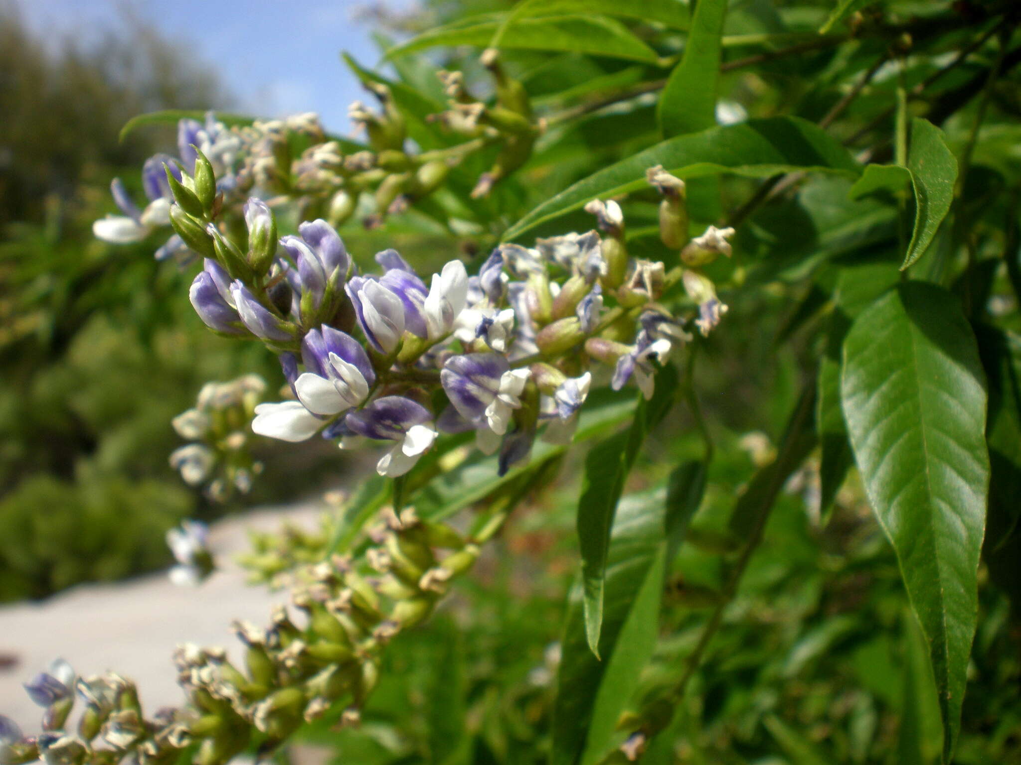 Plancia ëd Psoralea glandulosa L.