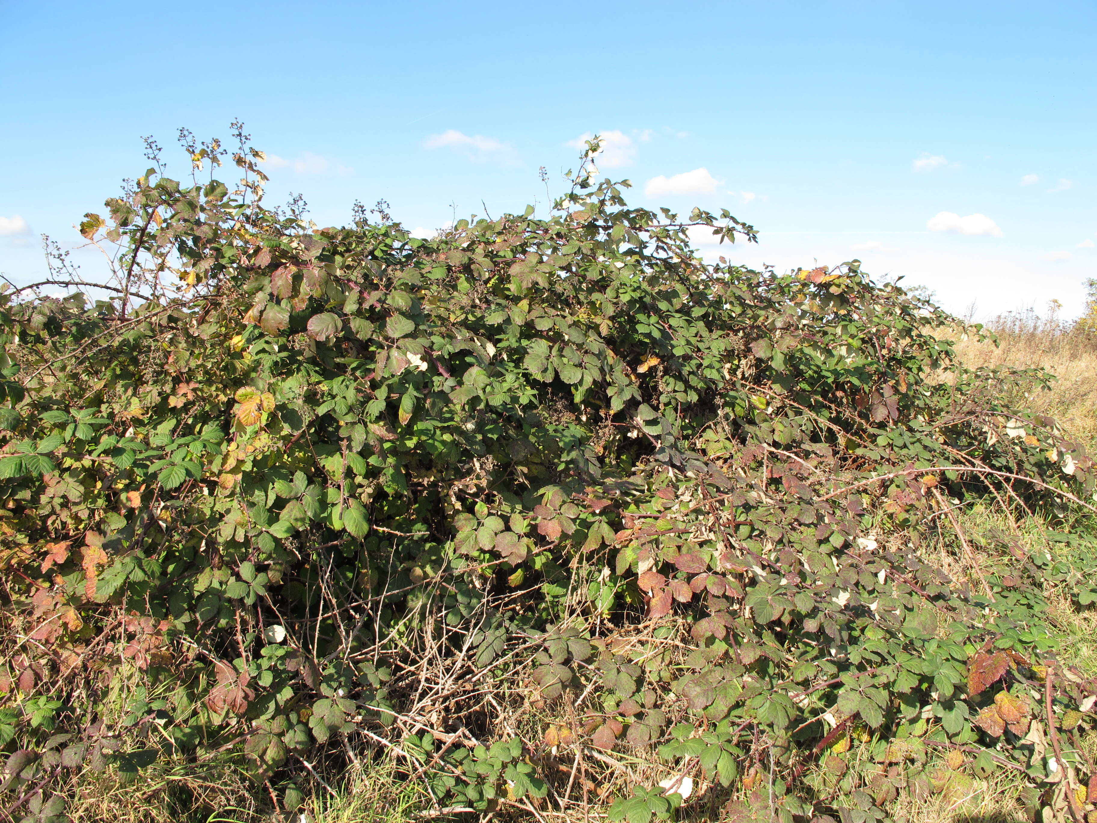 Image of Himalayan blackberry