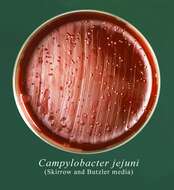 Sivun Campylobacter jejuni kuva