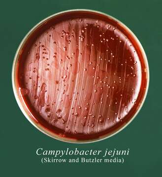 Image of Campylobacter jejuni