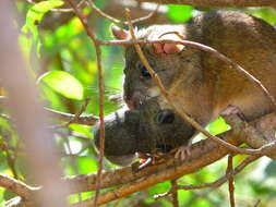 Image of Big-eared Woodrat