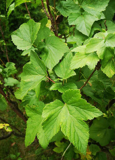 Image of Black Currant