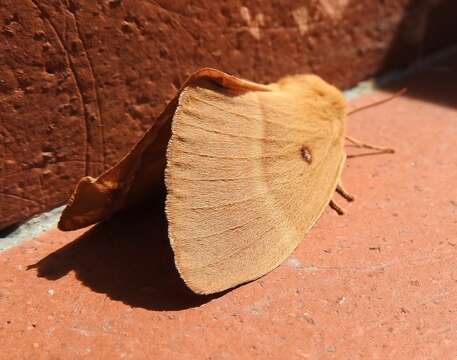 Image of oak eggar