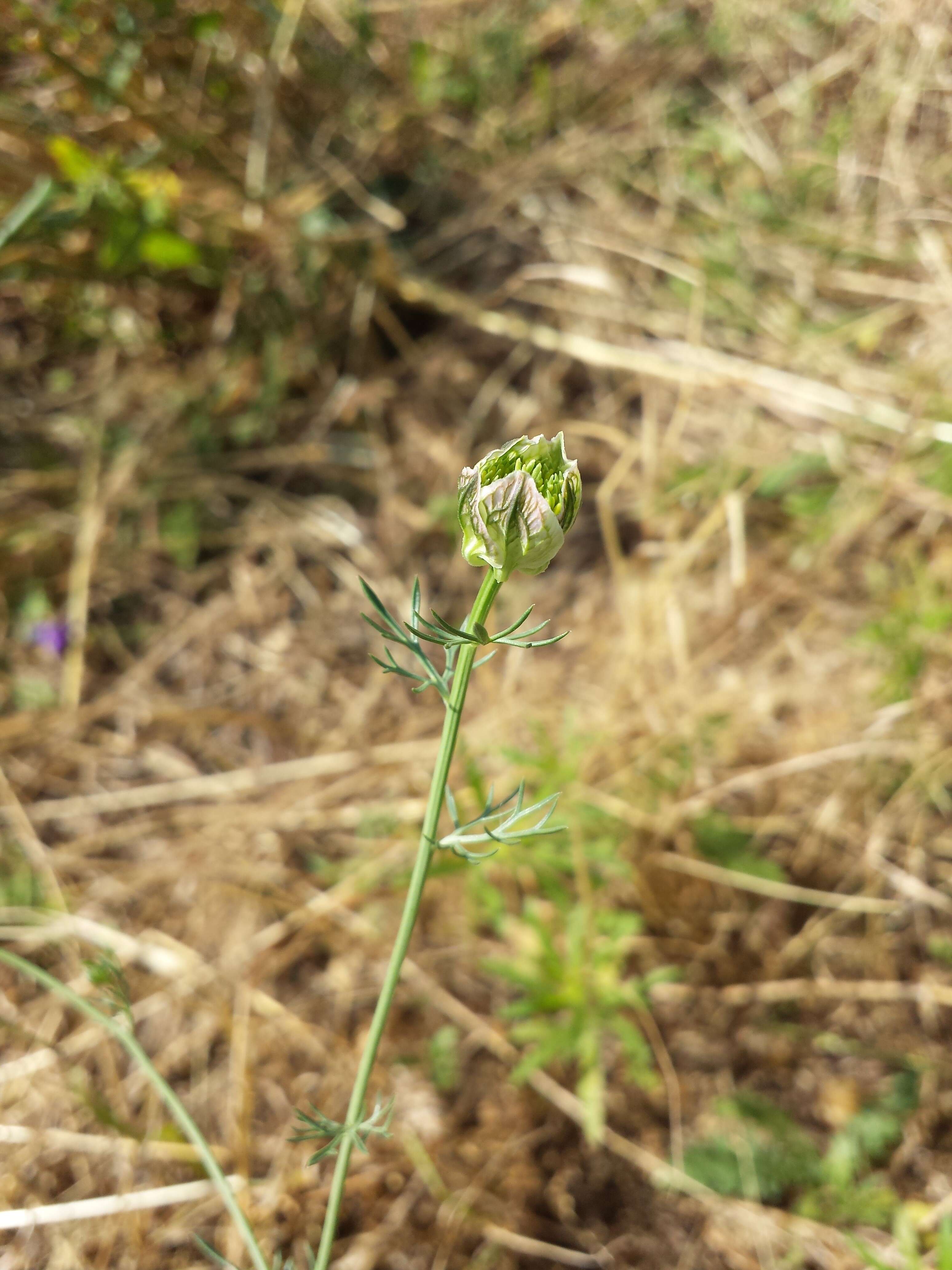 Nigella arvensis L. resmi