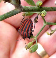 Image of <i>Graphosoma italicum</i>