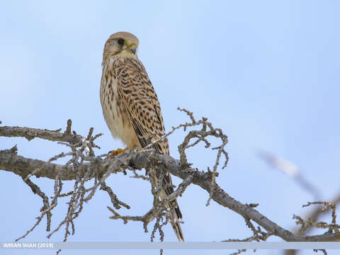 Image of kestrel, common kestrel