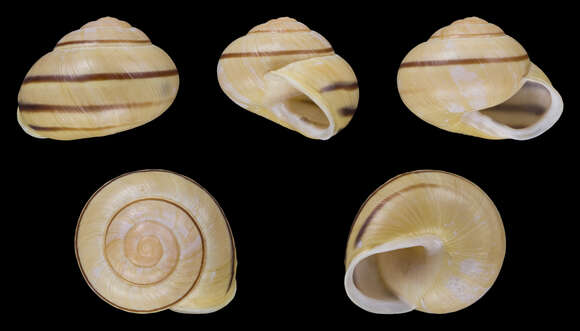 Image of White-lipped banded snail