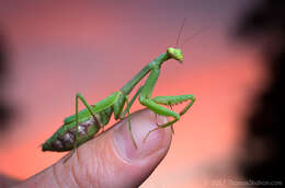 Image of Carolina Mantis