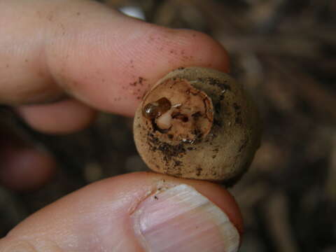 Image of Geastrum velutinum Morgan 1895